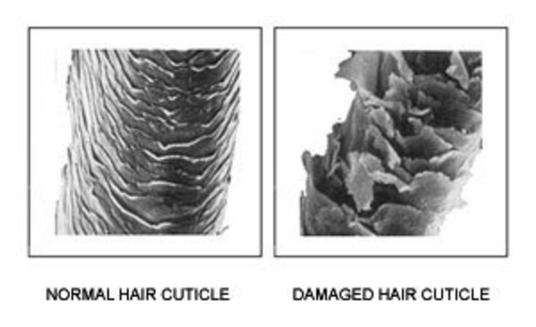 normal hair cuticle vs damaged hair cuticle under a microscope